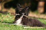 CHIEN NU CHINOIS 259
